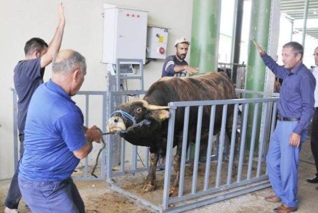 İzmit'te Yetiştiriciler Kurbanlık Satışlarından Memnun