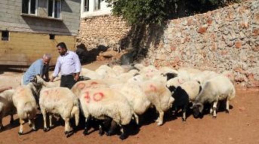 Gaziantep’te Kurbanlıklar Tükeniyor