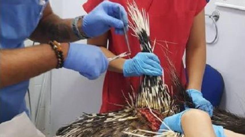 Yaralı Bulunan Kirpi Bakıma Alındı