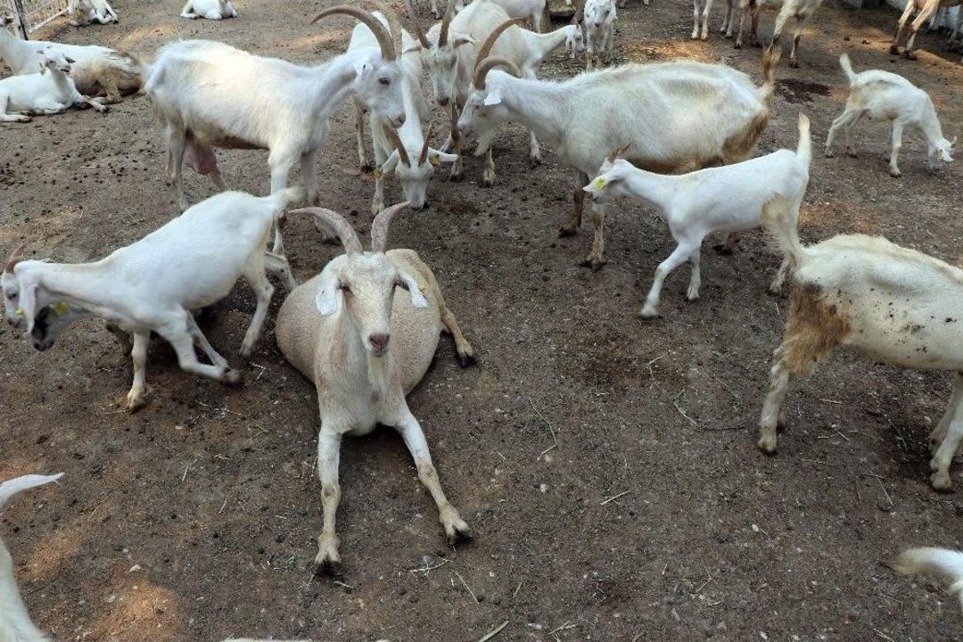 &Uuml;niversiteden &lsquo;akademik&rsquo; Kurbanlık Ke&ccedil;i