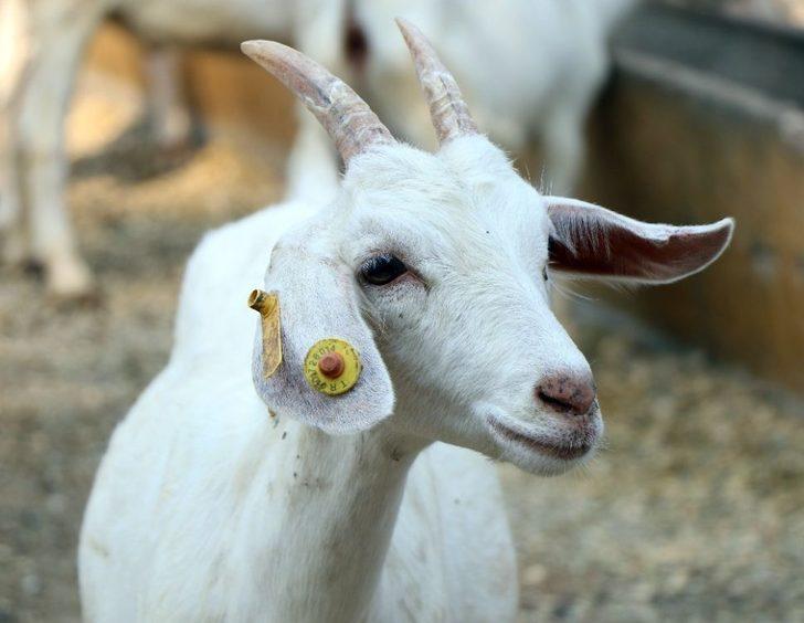 Üniversiteden ‘akademik’ Kurbanlık Keçi G1