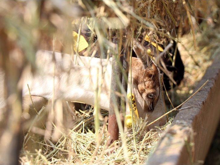 Üniversiteden ‘akademik’ Kurbanlık Keçi G2