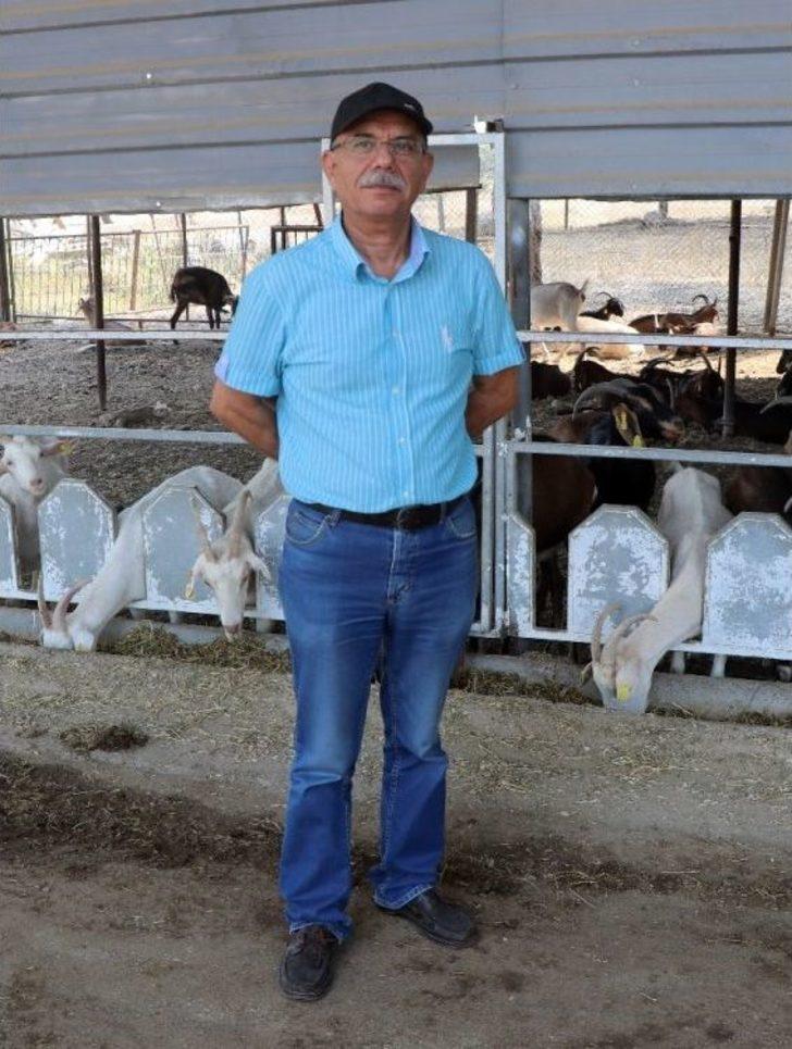 Üniversiteden ‘akademik’ Kurbanlık Keçi G3