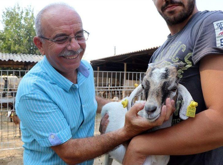 Üniversiteden ‘akademik’ Kurbanlık Keçi G4