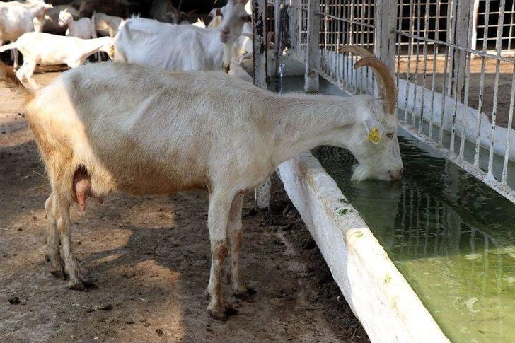 Üniversiteden ‘akademik’ Kurbanlık Keçi G5