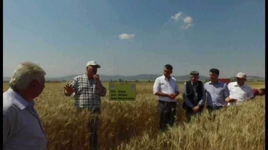 Müdür Ender Muhammed Gümüş: 1 Dekardan 800 Kilogram Buğday Hasat Edildi