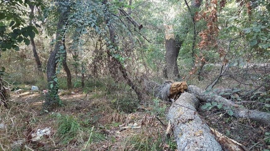 Tavuk Ormanı&rsquo;nın Bakımı Bu Plana G&ouml;re Yapılacak