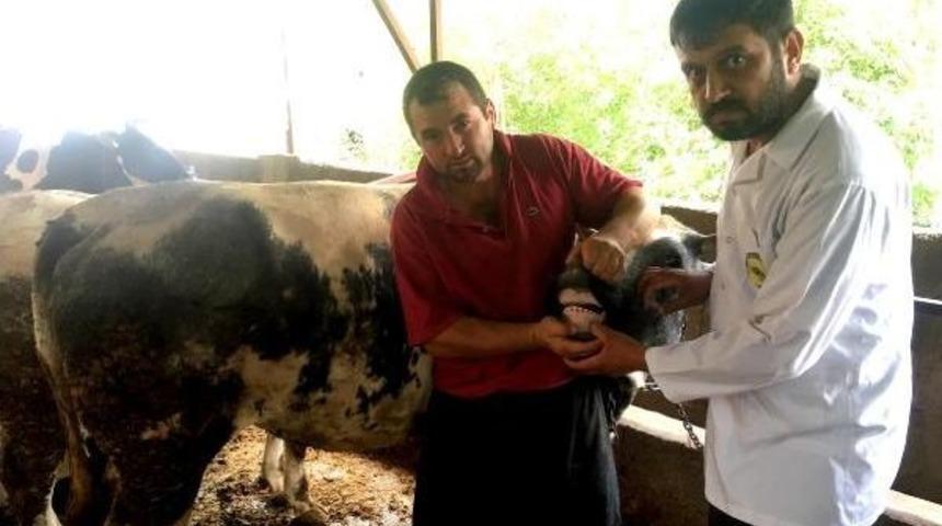 Kurbanlıklarla Ilgili T&uuml;m Bilgiler Cep Telefonunda