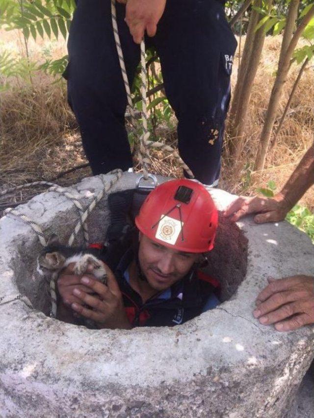 Su Kuyusuna Düşen Yavru Kediyi Itfaiye Kurtardı