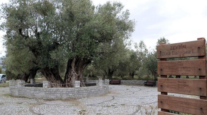 En Fazla Sofralık Zeytin Ağacı Manisa&rsquo;da