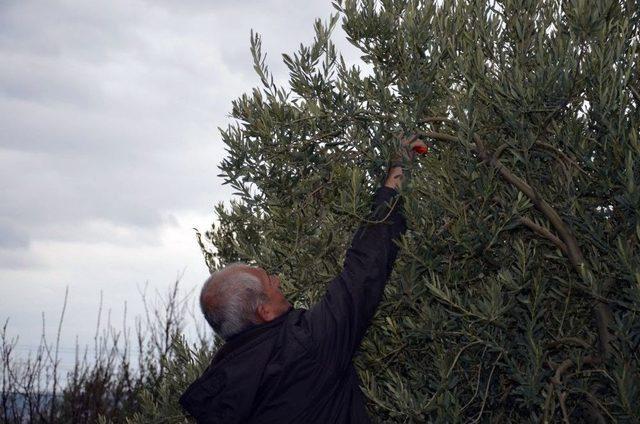 En Fazla Sofralık Zeytin Ağacı Manisa’da