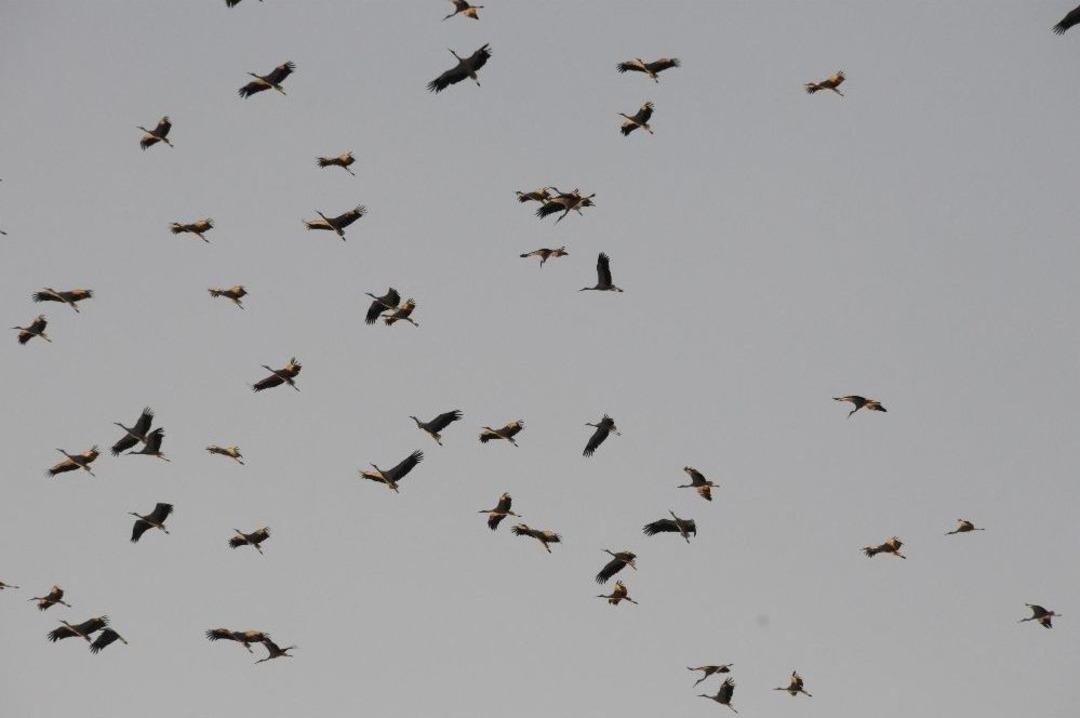 Kışı Haber Veren Leyleklerin G&ouml;sterisi B&uuml;y&uuml;ledi