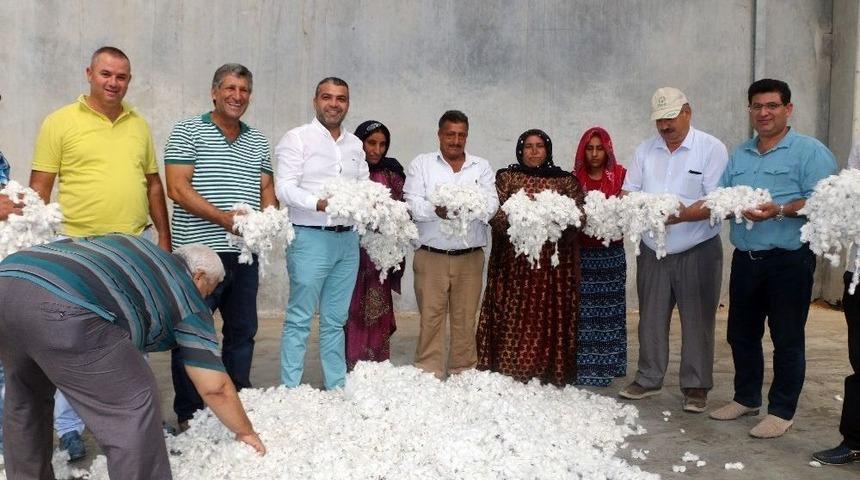 Antbirlik&rsquo;te Sezonun İlk Pamuğu Alındı