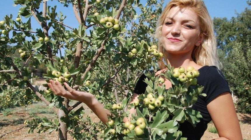 Kalp Dostu Alı&ccedil;, Kıra&ccedil; Arazilerde Alternatif &Uuml;r&uuml;n Oldu