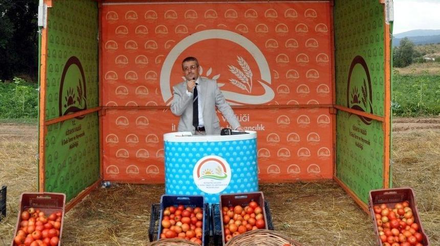 K&uuml;tahya&rsquo;da Domates Bereketi