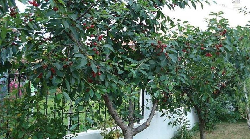 Vişne, &Uuml;reticisini Sevindirdi