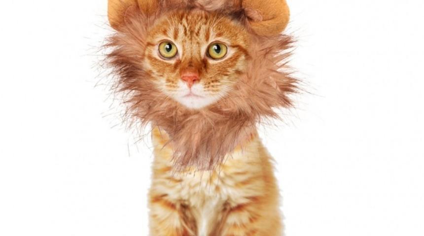 Aslan Burcu Erkeğinin Kendini Kral Olarak G&ouml;rmesinin 9 Nedeni