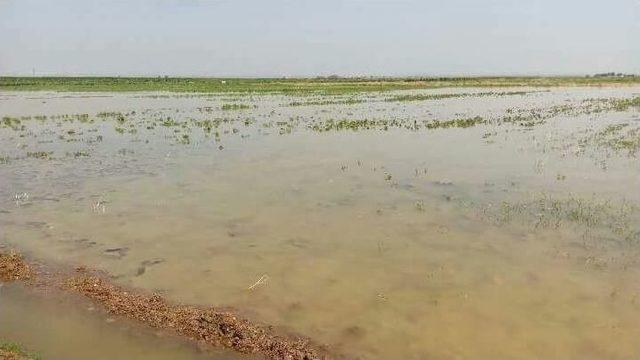 Tarlalarını Su Basan Çiftçiler Yetkililerden Yardım İstedi