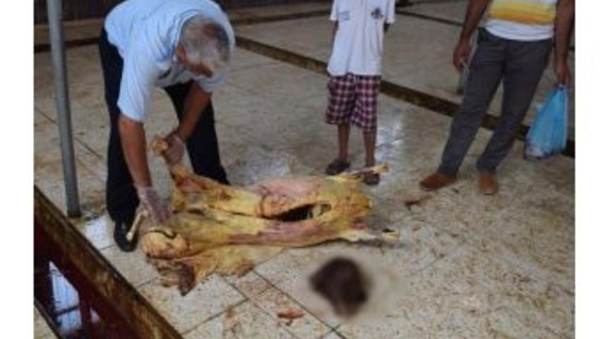 (özel Haber) Suruç’ta Ölü Koyun Kesildiği İddiası