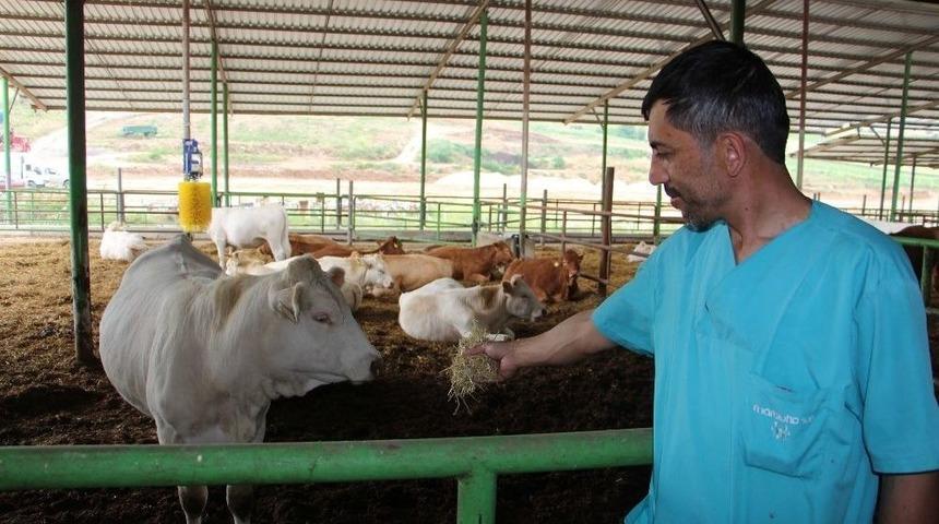 Yenişehir&rsquo;de Hayvancılık Gelişiyor