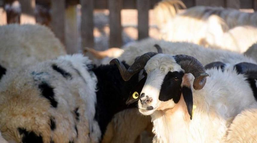 Kurbanlık Alacaklara &Ouml;nemli Uyarılar