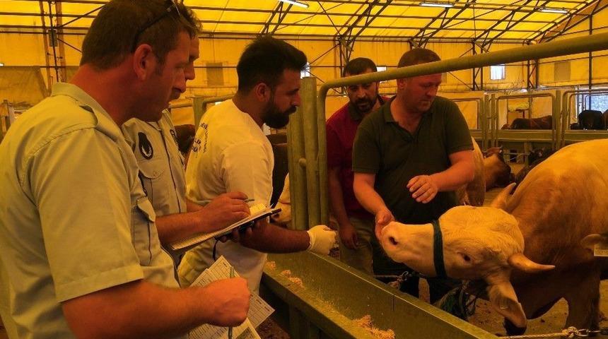 Başakşehir&rsquo;de &rsquo;kapak Atmamış&rsquo; Kurbanlıklar Tahliye Edildi