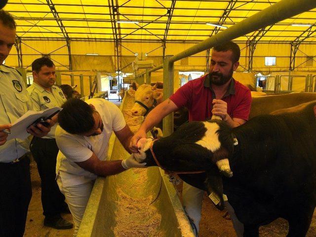 Başakşehir’de ’kapak Atmamış’ Kurbanlıklar Tahliye Edildi