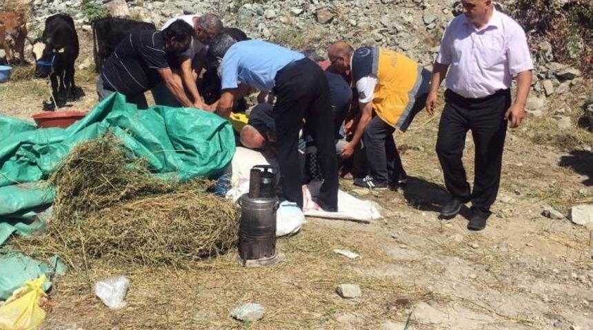 Kurbanlık Boğa Sahibini Yaraladı