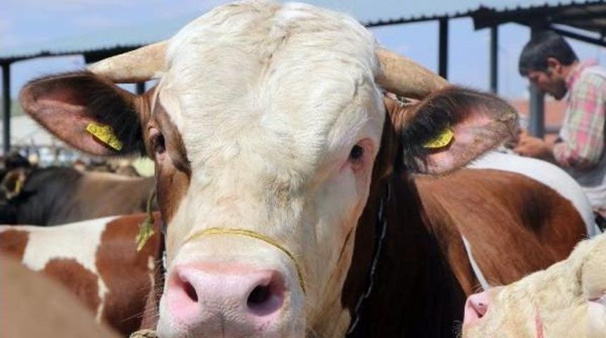 2 Tonluk 'paşa' Adlı Kurbanlık Boğa 25 Bin Liraya Satıldı