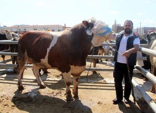 2 Tonluk 'paşa' Adlı Kurbanlık Boğa 25 Bin Liraya Satıldı