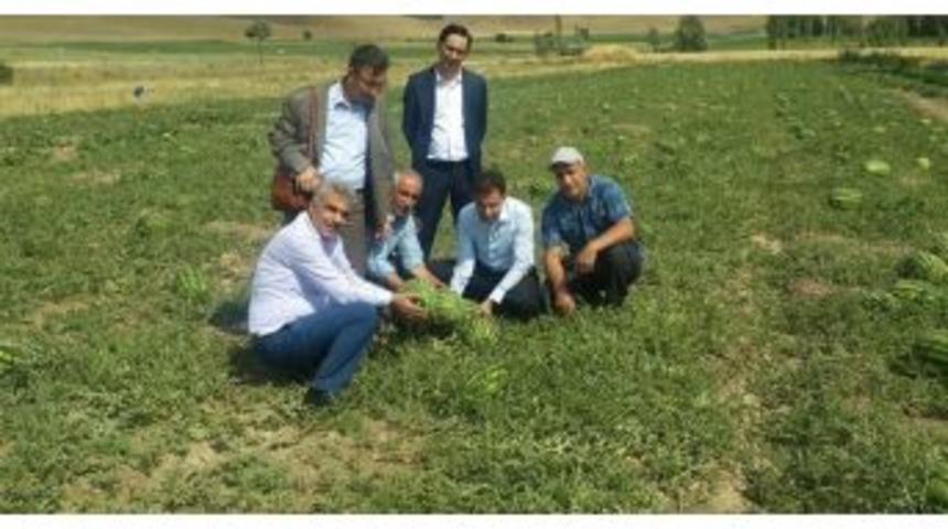 M&uuml;d&uuml;r Şimşek Bitkisel &Uuml;retim Ve Demonstrasyon &Ccedil;alışmalarını İnceledi