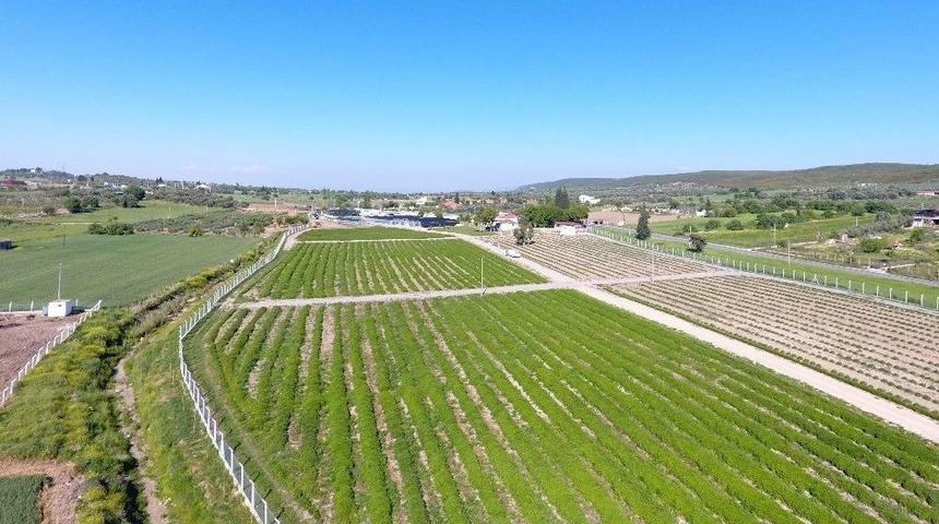 Didim Belediyesinin Sera Projesi D&uuml;nyanın G&uuml;ndeminde