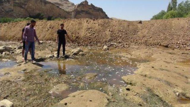 Hasankeyf'teki Dicle Nehri Yatağındaki Çalışmalar Balıkların Telef Olmasına Yol Açtı