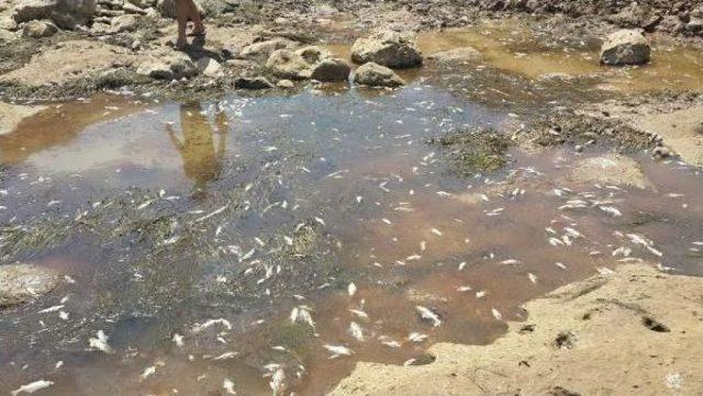 Hasankeyf'teki Dicle Nehri Yatağındaki Çalışmalar Balıkların Telef Olmasına Yol Açtı