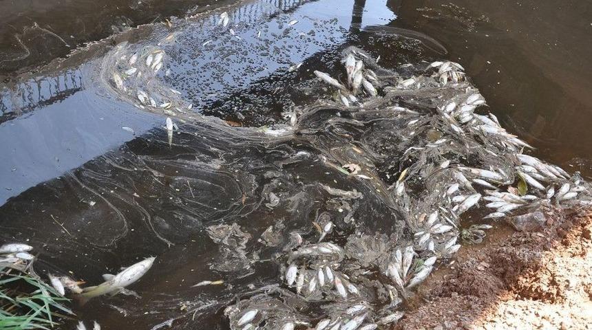 Karacabey’de Korkutan Balık Ölümleri