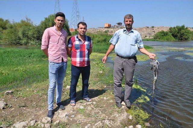 Karacabey’de Korkutan Balık Ölümleri