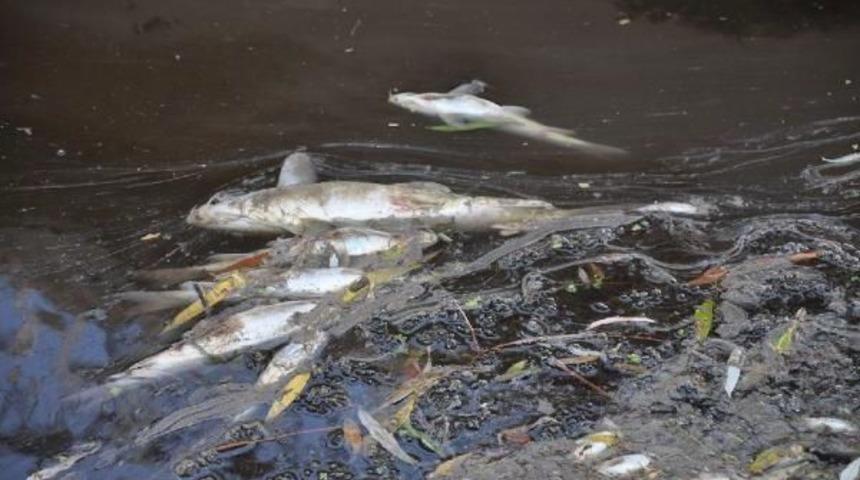 Karacabey&rsquo;De Korkutan Balık &Ouml;l&uuml;mleri