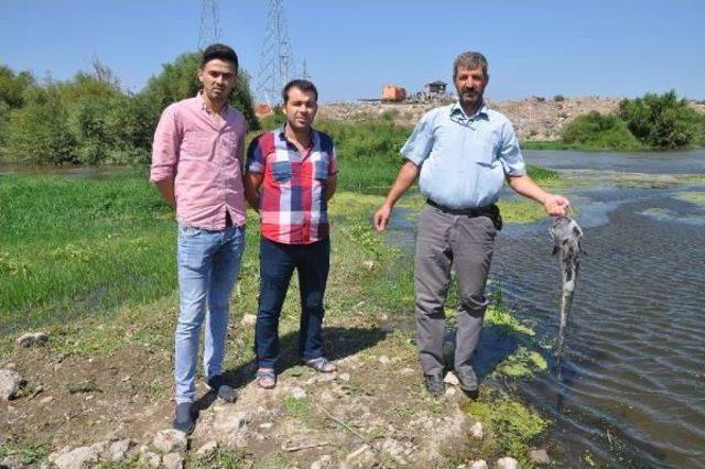 Karacabey’De Korkutan Balık Ölümleri