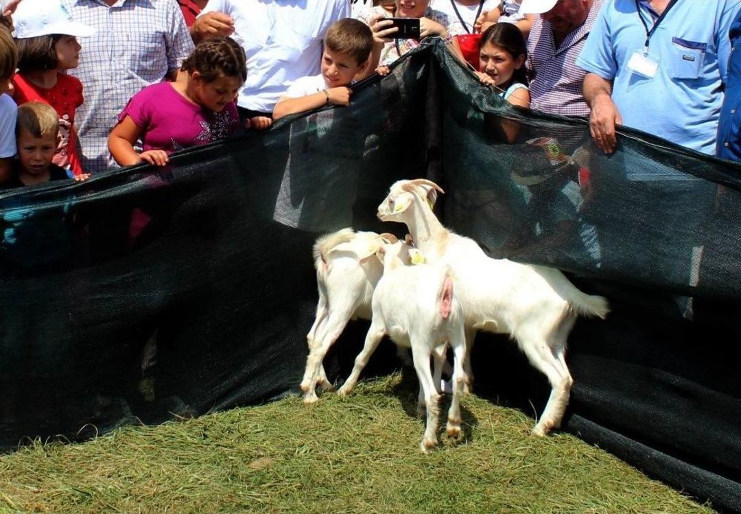 Oğlaklar Yorulunca Herkes &Ouml;d&uuml;l Kazandı
