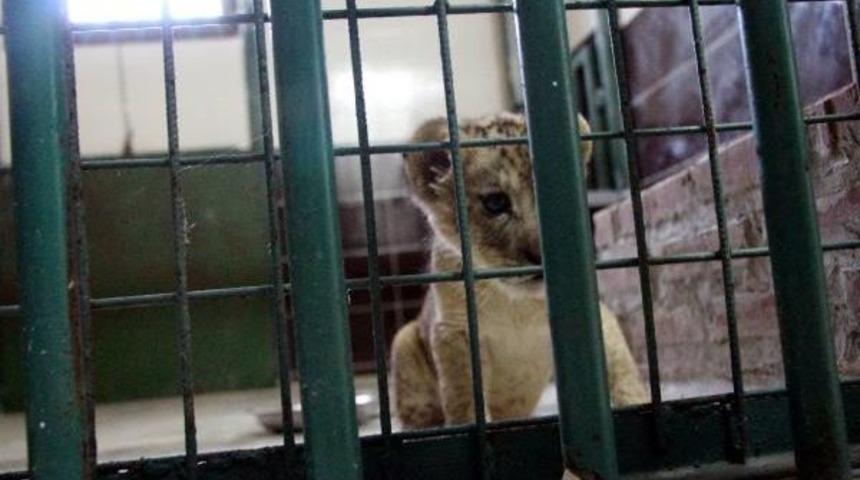 Cizre'de Durdurulan Ara&ccedil;ta Bulunan Yavru Aslana &Ouml;zel Bakım