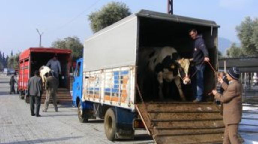 S&ouml;ke&rsquo;de Kurban Bayramı Hazırlıkları Tamamlandı