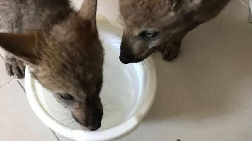 Yavru Kurtlar Bursa&rsquo;ya G&ouml;nderilecek