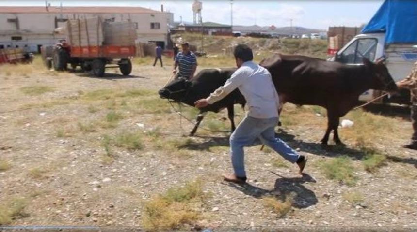 Ka&ccedil;an Kurbanlık Boğa Zor Anlar Yaşattı