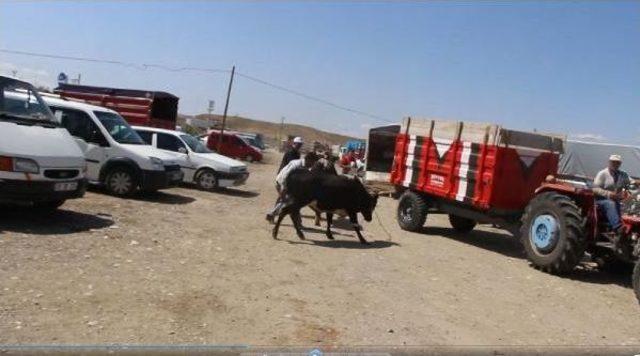 Kaçan Kurbanlık Boğa Zor Anlar Yaşattı