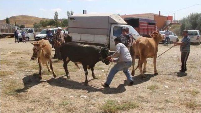 Kaçan Kurbanlık Boğa Zor Anlar Yaşattı