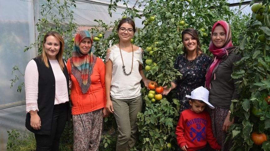 Domates G&uuml;vesine Karşı Başlatılan M&uuml;cadelede Başarılı Sonu&ccedil;lar Alındı