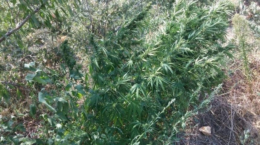 Badem Ağa&ccedil;larının Arasından Hint Keneviri &Ccedil;ıktı