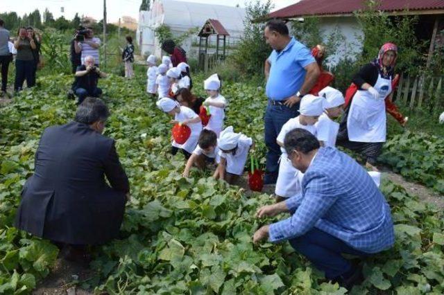 Çubuk Belediye Başkanı, Kadın Ve Çocuklarla Turşu Kurdu