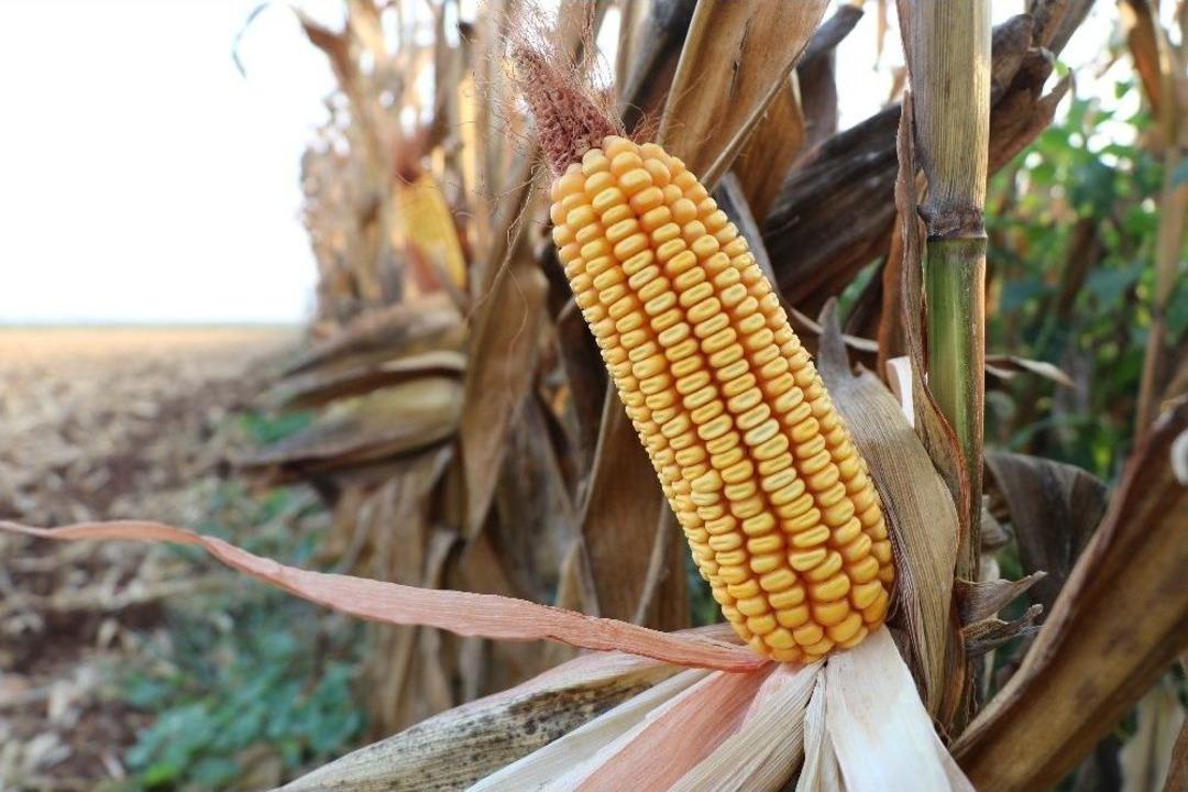 &lsquo;sarı Altın&rsquo;a &lsquo;buruk&rsquo; Hasat Şenliği