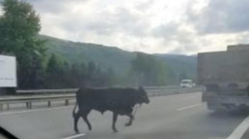 Tem Otoyoluna &Ccedil;ıkan Dana S&uuml;r&uuml;c&uuml;lere Zor Anlar Yaşattı